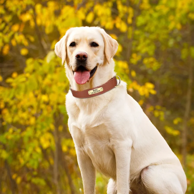 Read more about the article Miért fontos a gravírozott nyakörv? – Ne várd meg, amíg elszökik a kutyád 🐶🔐